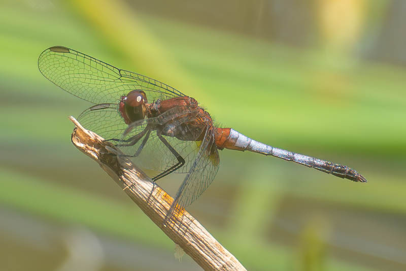 Erythrodiplax fusca (red-faced Dragonlet) male-4.jpg